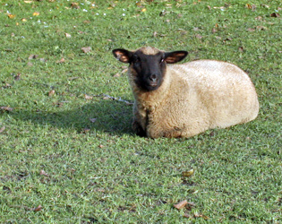 schaf